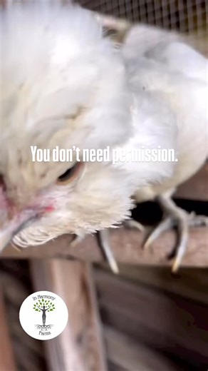 Here’s something no one tells you often enough: you don’t need permission to start. You don’t need a certificate to grow food. You don’t need approval to learn a new skill. You don’t need to wait until someone says you’re “ready.” Most of us were taught — quietly — to wait. To wait for confidence. To wait for validation. To wait until we’re doing it the “right” way. But capability doesn’t come from being allowed… it comes from doing. You’re allowed to try. You’re allowed to learn as you go. You’