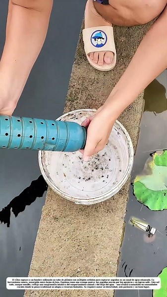 El tubo perforado en acción: Cómo un diseño simple atrapa anguilas en canales