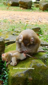 MG MG never see like this before, Look so good to see mom Kachoy warm comfort baby Jovi, DSCN8904 | Fresh Newborn Monkey | Facebook