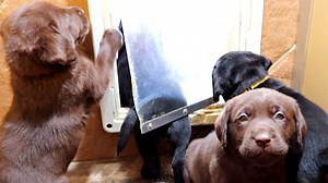 157K views · 21K reactions | Teaching Lab Puppies To Use The Doggy Door! | Life With Labradors | Facebook