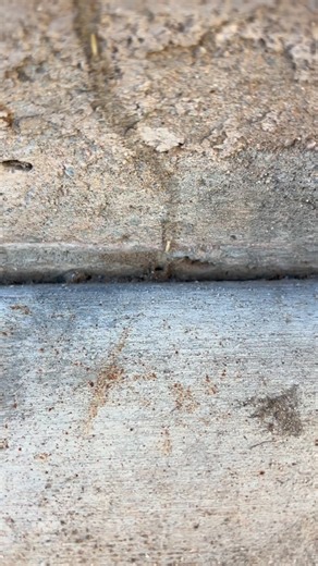 Once a Termite tube is broken these workers immediately start rebuilding the nest. #termites #pestcontrol #chandler | Figz Pest Control