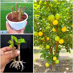 Watch how to grow guava fast | Easy & effective technique in video | DIY IndoorGarden