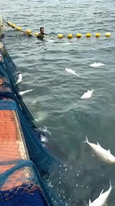 purse seine net, we caught a lot of white fish | Muammar Rafly