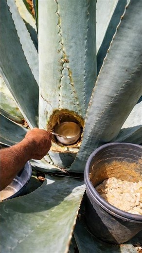 Why Are Mexican Farmers Digging Holes Inside Plants? By Shiksha SQUARE