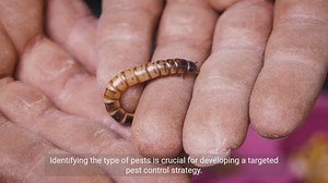 Effective Pest Management Techniques