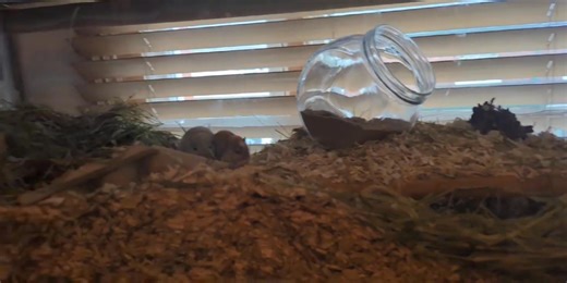 MY TAKE ON BONDING GERBILS after running a gerbil sanctuary for years and having bonded hundreds. Gerbils are all about scent, and if they don't like each other they wont become friends. There's little you can do to sway those who really dislike each other and they will just ball up to kill. In some cases they can be a little indifferent to each other and have a potential you can guide with distraction and other methods. Some act as if they've known each other all along when you put them togethe