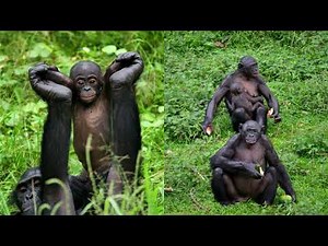 Matriarchal Bonobos