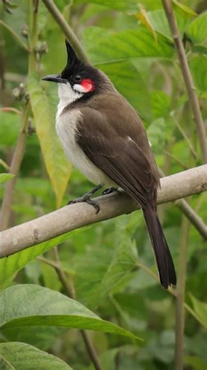 Common bulbul at Gangaghat, Naihati, North 24 Parganas #birds #nature #indianbirds #cutebirds