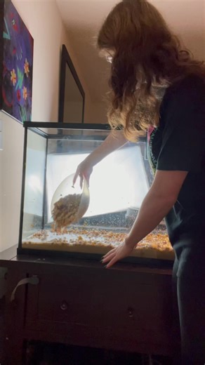 Goldfish Aquarium Substrate Setup Guide