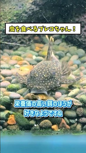 A pleco that eats insects! [Mini Bushy Pleco, Ancistrus sp., Aquarium, Fish Tank, Aquarium Care]