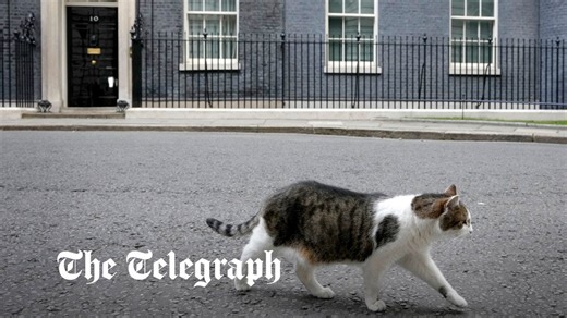 Cat chases fox from No. 10 Downing Street.