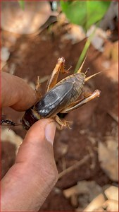 183K views · 1.1K reactions | Cowboy catching crickets in deep hole for food | NaturalLife IQ | Facebook