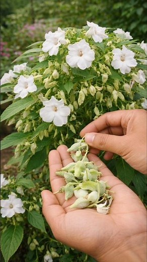 How to Collect Balsam Flower Seeds Easily | Impatiens Seed Harvest