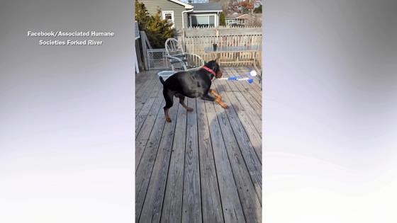 Doberman surrendered to New Jersey shelter