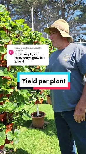 Replying to @perfectbusiness19 the yield per plant 🍓 #verticalgarden #hydroponics #strawberryfarm #verticalfarming