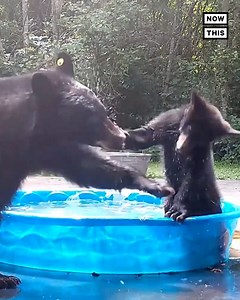794K views · 3K reactions | A mother bear and baby cub were spotted playing in a backyard kiddie pool at a home near Seattle, WA. The homeowner says that bear visits of this kind are a frequent occurrence and that they ‘got to watch this cub grow up throughout the summer by watching the videos on our trail cameras.’  | NowThis | Facebook