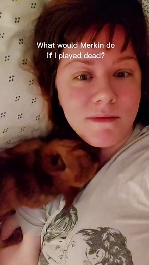 One of my favorite all time videos. It shows how sweet my lil guy is. I never played this trick on him again! #onthisday #merkinwarbeck #dukeofbork #merkinbequirkin #chihuahuastiktok #chihuahua #smalldogsoftiktok #dogsoftiktok #petsoftiktok #love #sweet