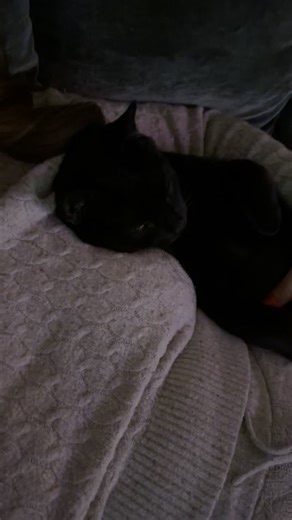 Grimm (@grimmlikethereaper)’s videos with original sound - Vids - Aesira