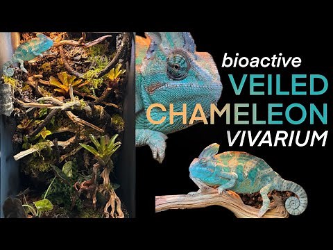 How to SET UP a BIOACTIVE CHAMELEON ENCLOSURE