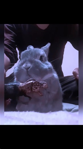 Hilarious Rabbit Moments to Make You Laugh Nonstop