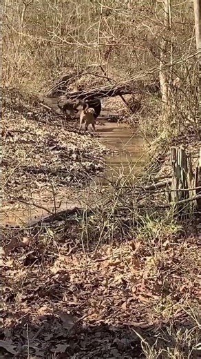 This is a winter video that slipped through the cracks. I never posted it so I’ll post it now