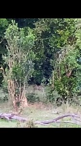 2.4M views · 10K reactions | leopard attack #animalworld #wildanimals #wildlifephotography #leopard #wildlife #animals | Crystal Mills | Facebook