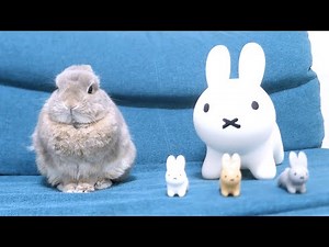 人見知り発動して今まで見たことない動きになってしまったうさぎが可愛すぎた