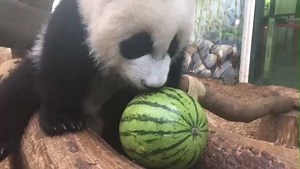Lun Lun has gone inside to be weighed and get her morning biscuits, so we are now getting the cubs set up to go into the dayroom. We’ve cleaned up from overnight, put out fresh bamboo, and are grabbing some enrichment. Today’s special treat is watermelon! The adult pandas can be selective about certain foods, so they don’t show a huge interest in the watermelon. The twins are still discovering what they do and don’t like, so we cut a small hole in the watermelon and gave it to Xi Lun. She played