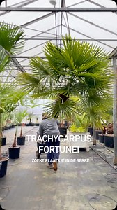 TRACHYCARPUS FORTUNEI … deze winterharde palmboom doet het goed in onze streek! 🌴☀️🌴☀️🌴#picassogreens #gooik #plantencentrum #serre #pajottenland #plantshop #palmbomen🌴 #trachycarpusfortunei #seizoen2025 | Picasso Greens