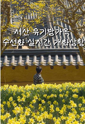 실시간! 서산 유기방가옥 수선화 개화 상황 대전에서 1시간, 서산 유기방가옥을 아시나요? 한옥 주변에 수선화가 활짝 피어나고 있어요! 수선화 개화율은 40%로 앞에는 활짝 피었는데 뒤쪽은 아직이라서 4월 중순 만개할 것 같아요! 소나무숲 사이로 활짝 피어난 수선화를 볼 수 있고 수선화와 한옥이 만난 창틀 프레임 사진 찍으면 너무 예쁘고 축제까지 하고 있어서 체험, 먹거리도 알차요 오늘 다녀온 서산 유기방가옥 개화 상황을 정리했으니까 저장하고 소중한 사람과 함께 다녀오세요🌸 🌼서산 유기방가옥 수선화 축제 🕐2026.03.27(금)~2026.04.19(일) 매일 08:00~18:00, 🅿️무료 주차 💵입장료: 어른 8,000원, 충청 7,000원 📍충남 서산시 운산면 이문안길 72-10 💛수선화 40%(4월 중순 만개 예상) 📱𝐢𝐩𝐡𝐨𝐧𝐞 𝟏𝟕 𝐩𝐫𝐨 🕐방문날짜:2026.04.02 #유기방가옥 #서산수선화