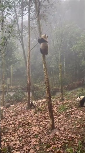 费头子灿阳一过来把妹妹吓的撒腿就跑#大熊猫璨璨 #大熊猫灿阳青阳 梁开心信旅科技