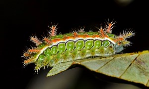 15 Caterpillars in Texas