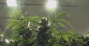 Shelbyville location will grow marijuana for adult use