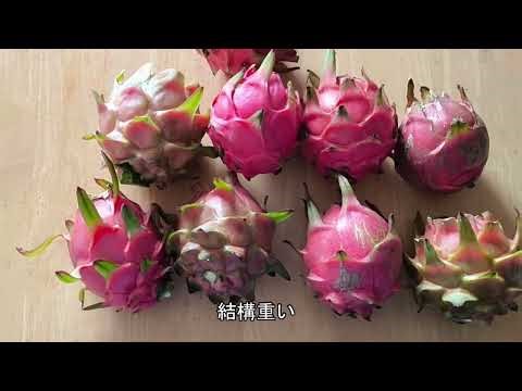 ドラゴンフルーツ栽培すべてお見せします。No.3 「収穫から出荷まで」