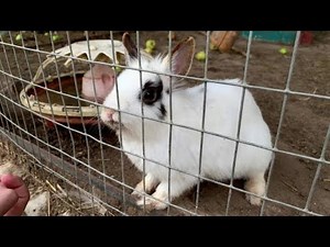 Everything You Need To Know About Rabbit Pasteurellosis| Smart Agri Hub