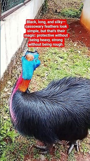 A Closer Look at the Unique Structure of Cassowary Feathers