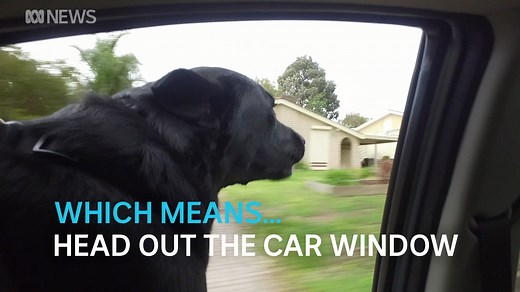5.3K views · 48 reactions | Have you ever wondered why dogs love poking their heads out of car windows?  The answer, according to Adelaide zoologist Chris Daniels, is much more interesting than "because they can". | ABC Adelaide | Facebook