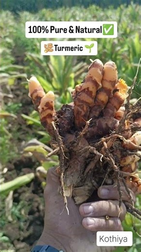 turmeric powder process 🌱
