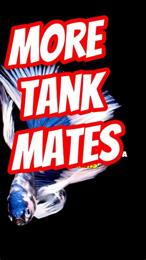Betta Fish Tank Mates That Actually Work😱