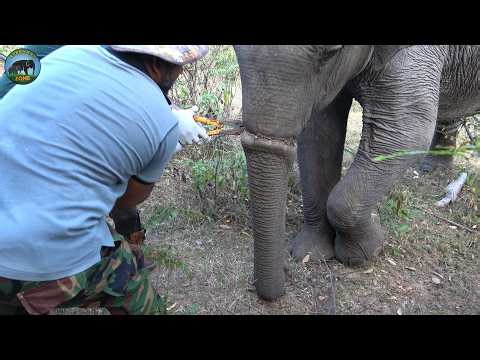 Imagine the Relief! Deadly Snare Removed from Elephant’s Trunk – Heroes Save His Life
