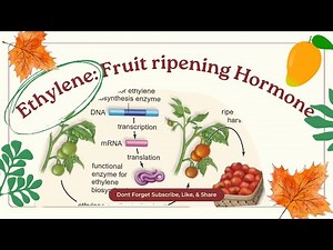 Ethylene: Fruit Ripening Plant Hormone