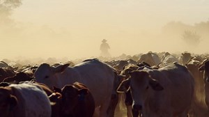 Australian cattle being moved by drovers in the Outback