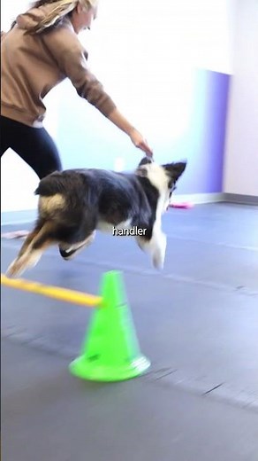 How to start your dog on agility training