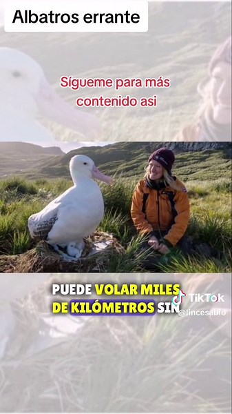 El albatros errante, es el ave voladora más grande del mundo. #gigante #avegigante #avemasgrandedelmundo #aveenorme #albatros #albatroserrante #albatrosviajera
