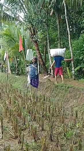 Padinya🌾 kurang bagus #sawah #shorts