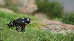 A jackal buzzard (Buteo rufofuscus) feeding