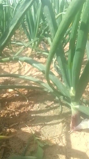 #bhojpuri #challenge very nice video