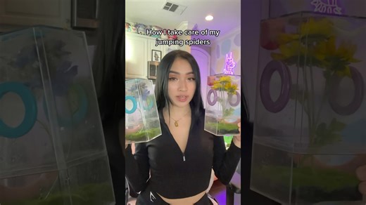 Learn how to take care of several active jumping spiders