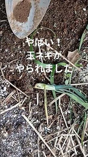 ネキリムシの駆除！家庭菜園