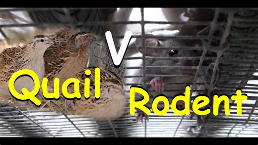 Quail pen chaos: Escapes, rats & rescue missions!